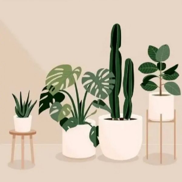 Succulent Plants